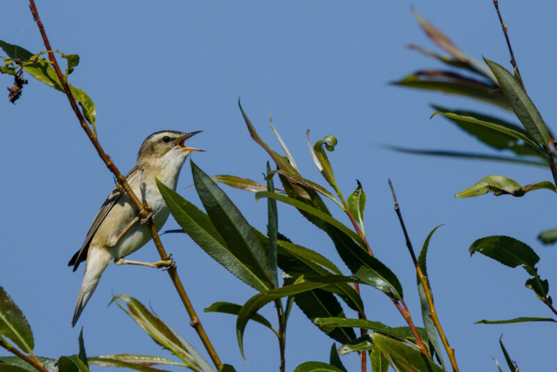 Phragmite des joncs chanteur